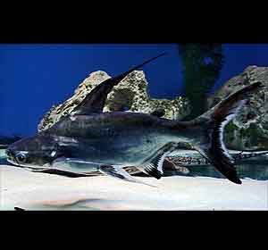 iridescent shark Pangasianodon hypophthalmus