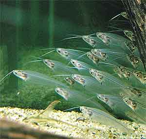 pez gato fantasma de cristal Kryptopterus bicirrhis