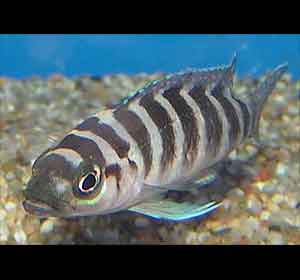 cylinder cichlid Neolamprologus cylindricus