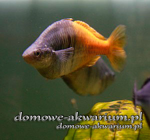 boeseman's rainbowfish Melanotaenia boesemani