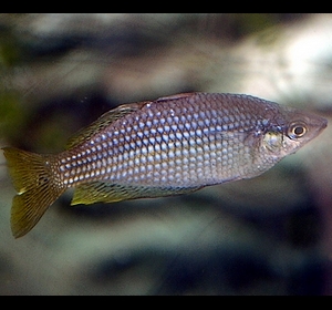 black banded rainbowfish Melanotaenia nigrans