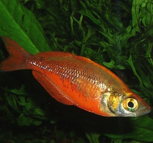 rainbowfish Glossolepis incisus