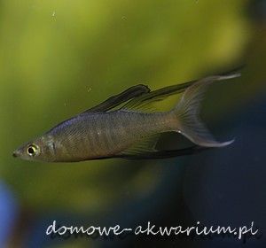 threadfin rainbowfish Iriatherina Werneri