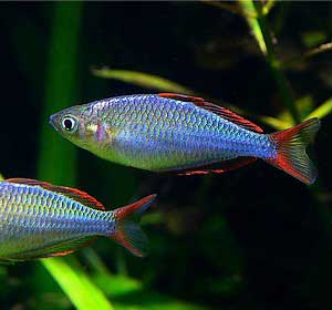 dwarf rainbowfish Melanotaenia praecox
