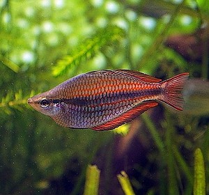banded rainbowfish Melanotaenia trifasciata