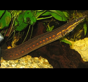 anguila espinosa de fuego Mastacembelus erythrotaenia