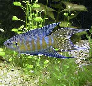 paradise fish Macropodus opercularis