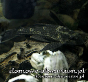 pleco leopardo Pterygoplichthys gibbiceps