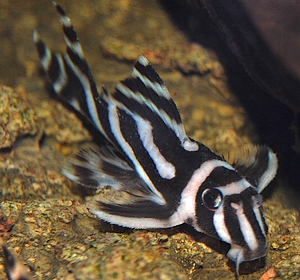 pez zebra Hypancistrus zebra