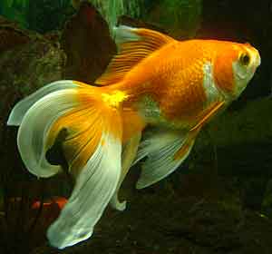 pez dorado Carassius auratus auratus
