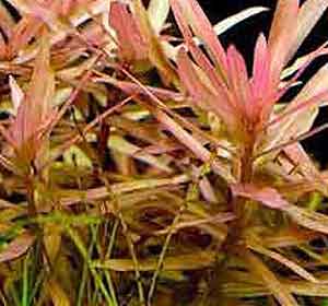 ammannia roja Ammannia gracilis