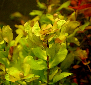 mexican oak leaf Shinnersia rivularis