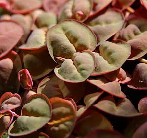 camalote rojo Phyllanthus fluitans