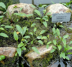 stargrass Heteranthera zosterifolia