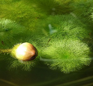 musgo ambulia Limnophila aquatica