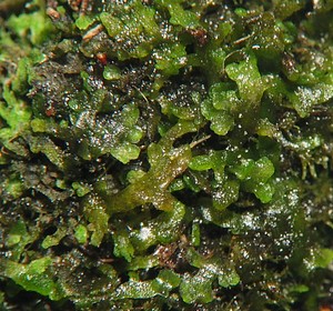 coral moss Riccardia chamedryfolia