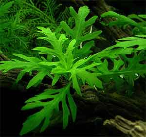 water wisteria Hygrophila difformis