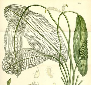 lace plant Aponogeton madagascariensis