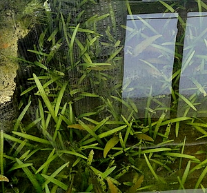 púas de agua Sagittaria subulata