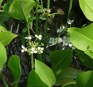 sagittaria de hoja ancha Sagitaria latifolia