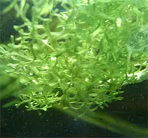 crystalwort Riccia fluitans