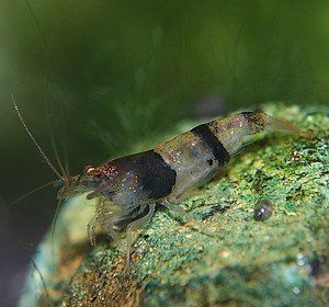 dwarf shrimp Caridina breviata