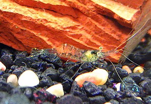 ghost shrimp Palaemonetes paludosus