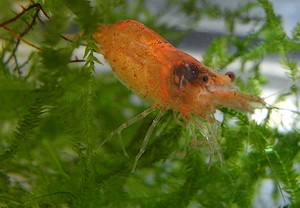 orange shrimp Caridina thambipillai