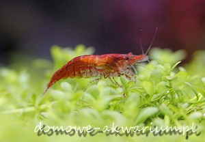 cherry red shrimp Neocaridina davidi var. red