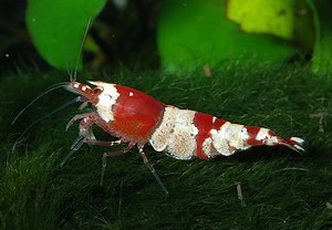 crystal red shrimp Caridina cantonensis sp. Red